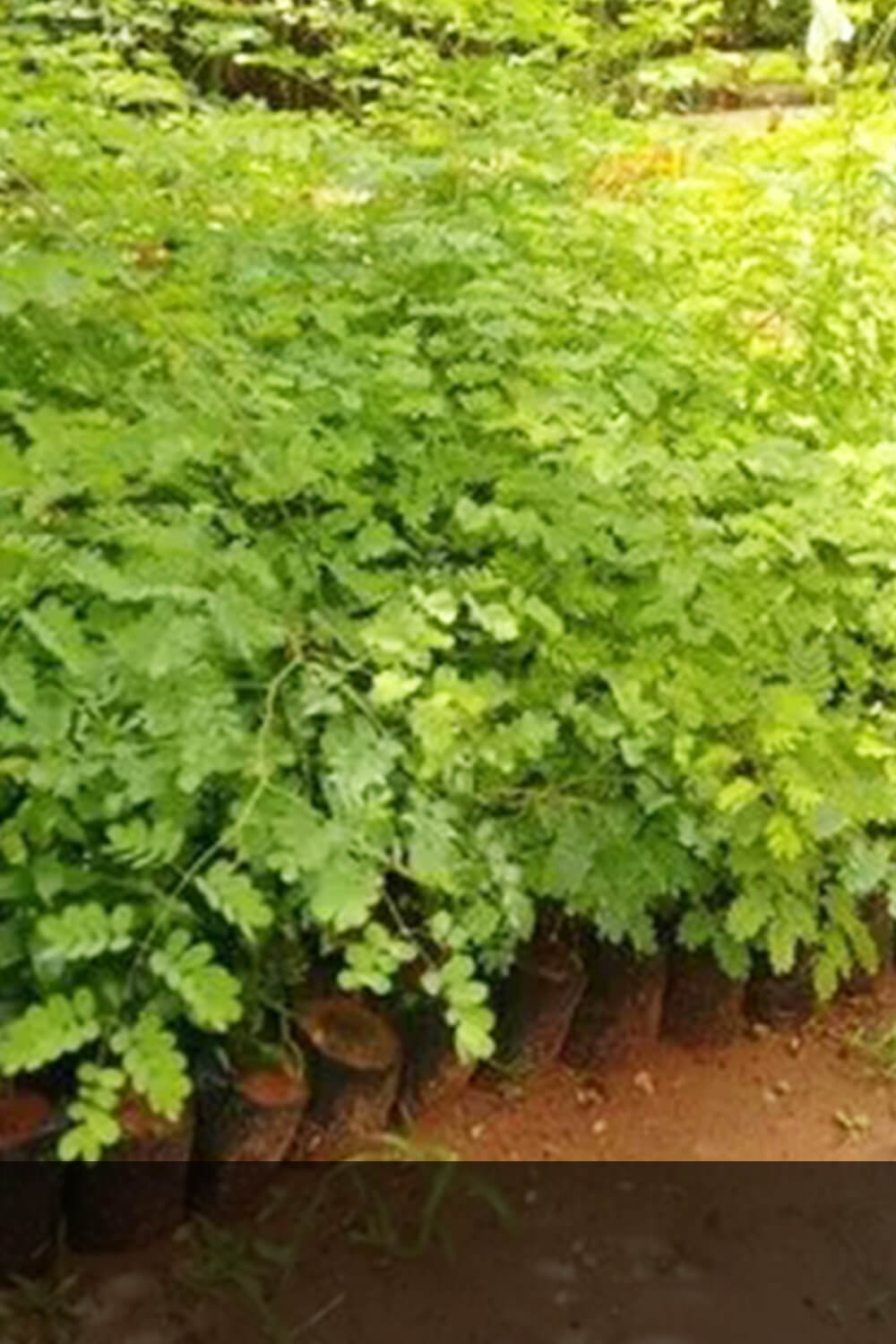 Pau Ferro