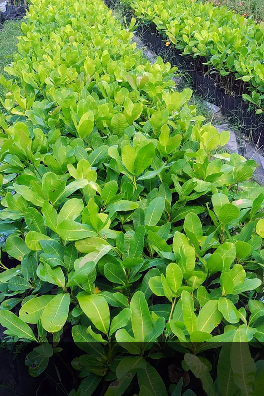 Cajueiro