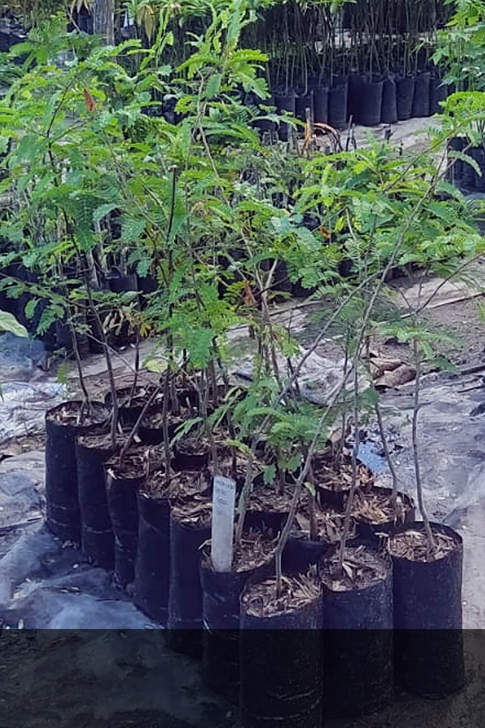 Frutíferas